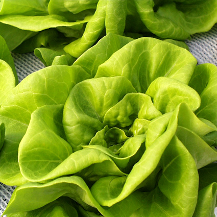 agricoltura acquaponica, acquaponica, coltivazione acquaponica, agricoltura idroponica, coltivazione idroponica, coltivazione acquaponica domestica