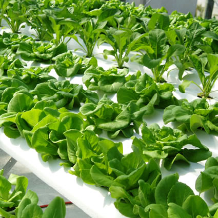 agricoltura_urbana_sostenibile_idroponica_agricoltura_idroponica_agricoltura_sostenibile_agricoltura_verticale_idroponica_science_barge