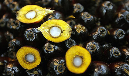 olio di palma, olio palma biocarburante, biocarburante olio di palma