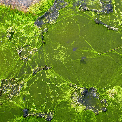 biocarburanti dalle alghe, biocarburante dalle alghe, alghe e biodiesel, biodiesel dalle alghe