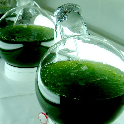 biocarburanti dalle alghe, biocarburante dalle alghe, alghe e biodiesel, biodiesel dalle alghe