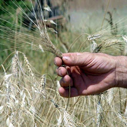 agricoltura_biodinamica_franco_pedrini_san_cristoforo_agricoltura_biodinamica_metodo_biodinamico_compostaggio_biodinamico_franco_pedrini_san_cristoforo_agricoltura_biodinamica