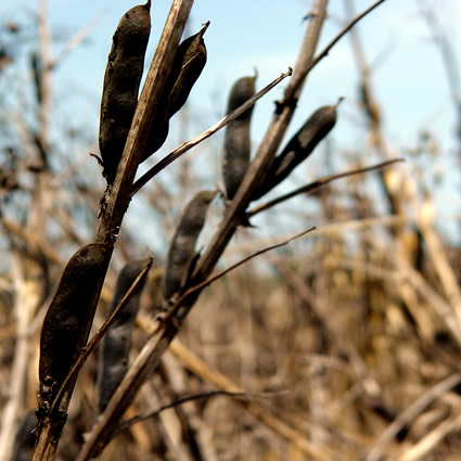 agricoltura_biodinamica_franco_pedrini_san_cristoforo_agricoltura_biodinamica_metodo_biodinamico_compostaggio_biodinamico_franco_pedrini_san_cristoforo_agricoltura_biodinamica