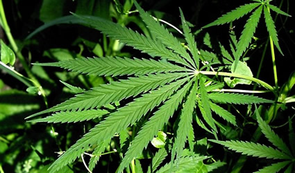 canapa, canapa sativa, canapa assocanapa, usare la canapa, come usare la canapa, canapa italia, coltivazione canapa, colture canapa, agricoltura canapa canapa, canapa sativa, canapa assocanapa, usare la canapa, come usare la canapa, canapa italia, coltivazione canapa, colture canapa, agricoltura canapa