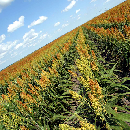 ogm, organismi geneticamente modificati, genet, informazioni su ogm, grano ogm, mais ogm, soia ogm, biocarburanti ogm, agricoltura ogm, ogm in agricoltura, coltivazioni ogm