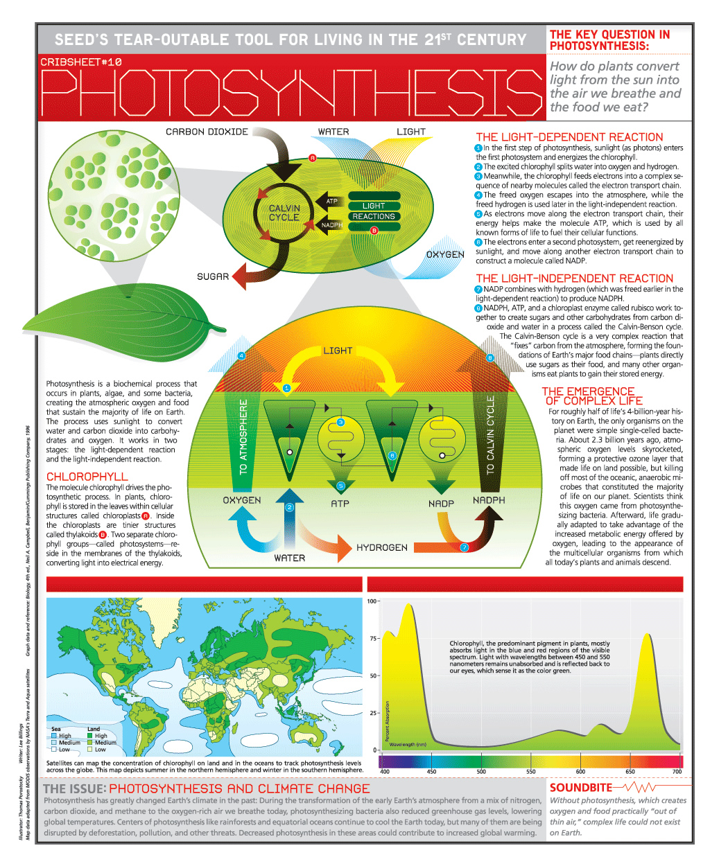 assorbimento della co2, piante assorbono co2, assorbimento della co2 con cielo nuvoloso, effetto oscuramento globale, oscuramento globale