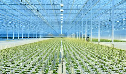 thanet_earth_isola_di_thanet_agricoltura_idroponica_thanet_earth_coltivazione_idroponica_thanet_earth_inghilterra_thanet_regno_unito_idroponica_thanet_earth