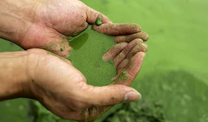 alghe biodiesel, biodiesel alghe, ararat alghe, biocarburante alghe, alghe biocarburante, produzione alghe, produzione alghe biodiesel, biodiesel dalle alghe