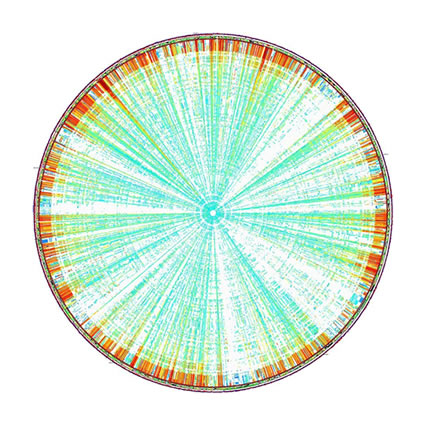 biocarburanti_genoma_biocarubrante_quarta_generazione_biocarburanti_di_quarta_generazione_loblolly_pine_enzimi_cellulosa_etanolo_joint_genome_institute