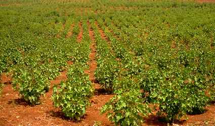 jatropha biodiesel, biodiesel jatropha curcas, galten doron levi, jatropha, jatropha curcas, biodiesel jatropha, biocarburante jatropha, jatropha biocarburante, jatropha curcas biocarburante, biocarburante da jatropha curcas