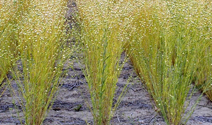 camelia, camelina biodiesel, biodiesel da camelina, camelina biocarburante, biocarburante da camelina, camelina pianta bioenergetica, camelina biodiesel semi