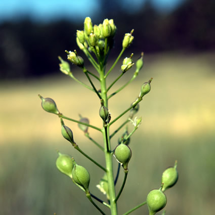 camelia, camelina biodiesel, biodiesel da camelina, camelina biocarburante, biocarburante da camelina, camelina pianta bioenergetica, camelina biodiesel semi