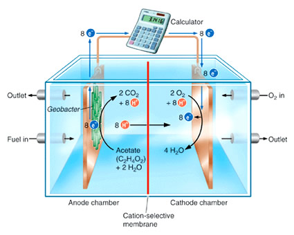 celle_combustibile_microbiche_mfc_energia_piante_riso_vegetazione_elettrica_microbial_fuel_cells