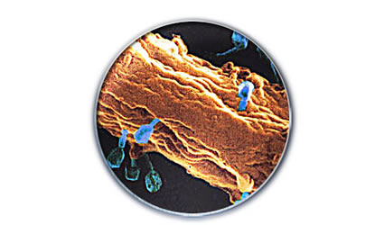 cyanobacterium_cianobatterica_etanolo_produrre_etanolo_biocarburanti_generazione_biocarburante_cianobatterica_produzione_biocarburanti