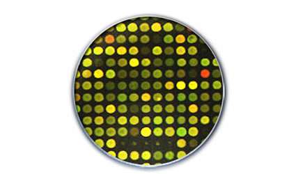 cyanobacterium_cianobatterica_etanolo_produrre_etanolo_biocarburanti_generazione_biocarburante_cianobatterica_produzione_biocarburanti