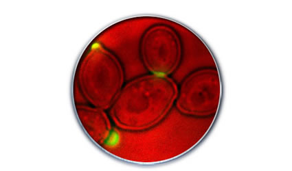 cyanobacterium_cianobatterica_etanolo_produrre_etanolo_biocarburanti_generazione_biocarburante_cianobatterica_produzione_biocarburanti