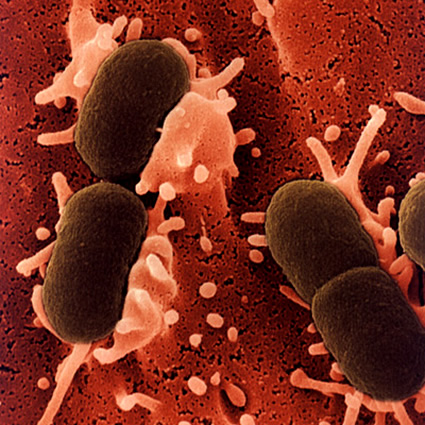 e. coli, e coli, e coli biocarburante, e. coli biocarburante, biocarburante quarta generazione, ingegneria genetica biocarburanti, e. coli per produrre biocarburante