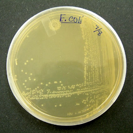 e. coli, e coli, e coli biocarburante, e. coli biocarburante, biocarburante quarta generazione, ingegneria genetica biocarburanti, e. coli per produrre biocarburante