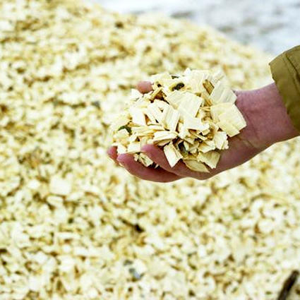 energia da biomassa, agroenergia, pioppo per biomassa, energia elettrica da biomassa, agroenergetico, biomassa pioppo