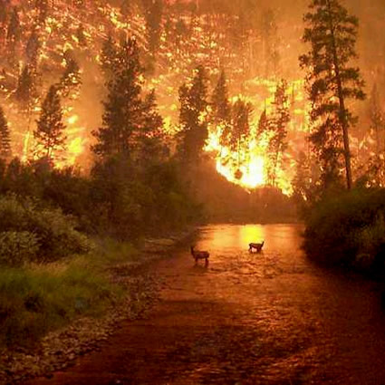 energia elettrica dagli alberi, energia elettrica albero, utilizzare energia elettrica dagli alberi, prevenire incendi con energia elettrica, prevenire incendi con energia elettrica dagli alberi