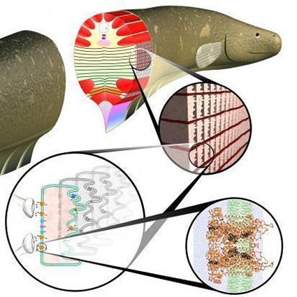 energia elettrica, anguilla elettrica, cellule artificiali da anguilla, anguilla elettrica energia, energia dispositivi medici