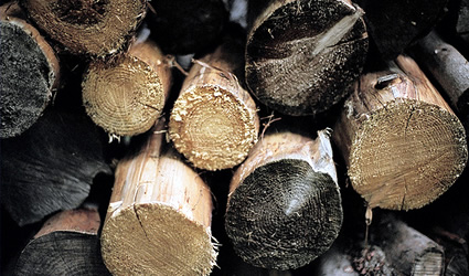 etanolo, cellulosa, etanolo da cellulosa, etanolo da legno, legno, legno biocarburante, etanolo biocarburante, produrre etanolo, produrre biocarburanti da cellulosa