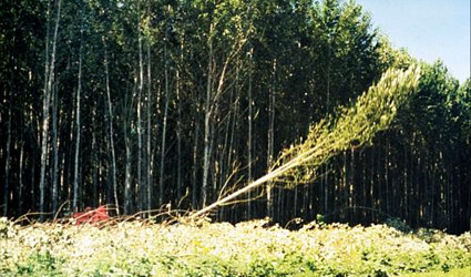 etanolo, cellulosa, etanolo da cellulosa, etanolo da legno, legno, legno biocarburante, etanolo biocarburante, produrre etanolo, produrre biocarburanti da cellulosa