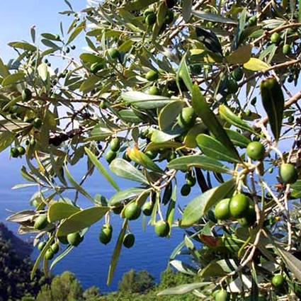 etanolo da olive, etanolo da nocciolo olive, biocarburante da nocciolo olive, nocciolo olive per produrre etanolo, etanolo olive