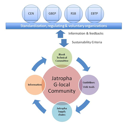 jatrophabook, jatropha curcas, jatropha, jatrophabook jatropha, biocarburante sostenibile, biocarburante da jatropha, biodiesel da jatropha
