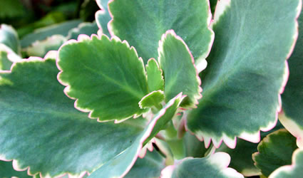 kalanchoe_fedtschenkoi_biocarburanti_dna_kalanchoe_fedtschenkoi_biocarburanti_kalanchoe_fedtschenkoi_biofuel
