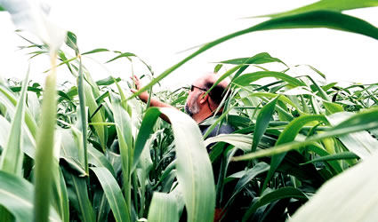 sorgo_dolce_sorgo_etanolo_biocarburanti_bio_carburanti_etanolo_sorgo_dolce_usa_india_sorgo_dolce