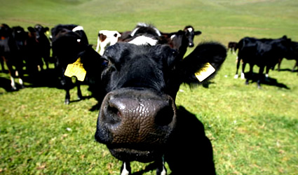 sulfamaster, biogas metano, letame biogas, metano da letame, biogas da letame, sulfamaster biogas, biogas