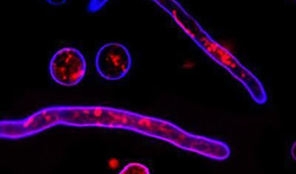 tricoderma_reesei_trichoderma_fungo_etanolo_produrre_produzione_biocarburanti_biocombustibili_biodiesel_etanolo_mais