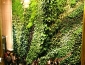 giardini_verticali_patrick_blanc_giardino_verticale_giardiniere_verticale_giardino_verticale_5