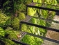 giardini_verticali_patrick_blanc_giardino_verticale_giardiniere_verticale_giardino_verticale_6