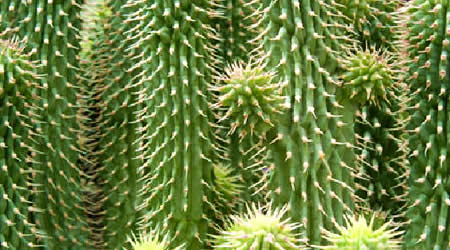 energia_rinnovabile_risparmio_energetico_cactus1