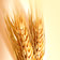agricoltura biodinamica, franco pedrini, franco pedrini agricoltore biodinamico, agricoltura biodinamica san cristoforo, san cristoforo agricoltura biodinamica