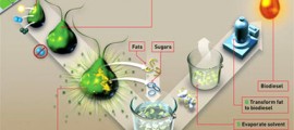 alghe_biocarburanti_biodiesel_biofuel_algae_produrre_biocarburanti_alga_livefuels_solazyme_5