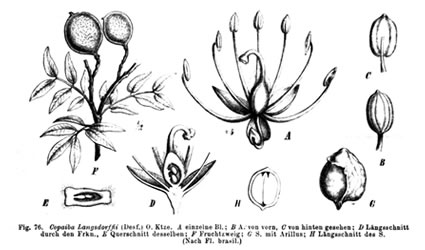 produrre_biodiesel_biocarburante_copaifera_langsdorffii_alberi_semi_estrazione_biodiesel_1