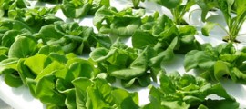 agricoltura_urbana_sostenibile_idroponica_agricoltura_idroponica_agricoltura_sostenibile_agricoltura_verticale_idroponica_science_barge_4