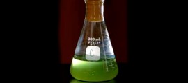 alghe_biodiesel_alghe_biocarburante_biocarburanti_alghe_algaelink_biodiesel_alghe_2