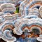 funghi_muffe_depurazione_trattamento_stamets_spore_decontaminare_sostanze_tossiche_radiazioni_paul_stamets_6