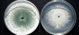 tricoderma_reesei_trichoderma_fungo_etanolo_produrre_produzione_biocarburanti_biocombustibili_biodiesel_etanolo_mais_2