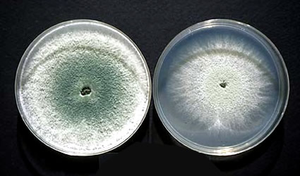 tricoderma_reesei_trichoderma_fungo_etanolo_produrre_produzione_biocarburanti_biocombustibili_biodiesel_etanolo_mais_2