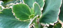 kalanchoe_fedtschenkoi_biocarburanti_dna_kalanchoe_fedtschenkoi_biocarburanti_kalanchoe_fedtschenkoi_biofuel_1