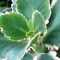 kalanchoe_fedtschenkoi_biocarburanti_dna_kalanchoe_fedtschenkoi_biocarburanti_kalanchoe_fedtschenkoi_biofuel_1