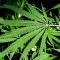 canapa_canapa_sativa_uso_canapa_usare_canapa_assocanapa_canapa_italia_coltivazione_canapa_come_usare_la_canapa_9