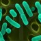 produrre_idrogeno_cellulosa_desulfurococcus_fermentans_idrogeno_da_cellulosa_biocarburante_4_generazione_produrre_idrogeno_cellulosa_5