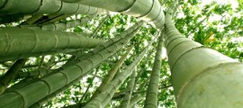 bambu_sostenibile_bamboo_tessuti_bambu_fibra_in_bamboo_fibra_in_bambu_sostenibile_bambu_insostenibile_bamboo_uso_abbigliamento_bambu_26