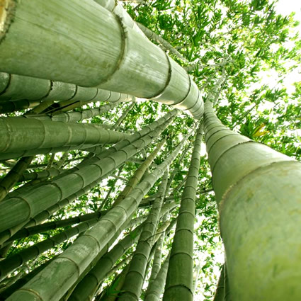 bambu_sostenibile_bamboo_tessuti_bambu_fibra_in_bamboo_fibra_in_bambu_sostenibile_bambu_insostenibile_bamboo_uso_abbigliamento_bambu_26